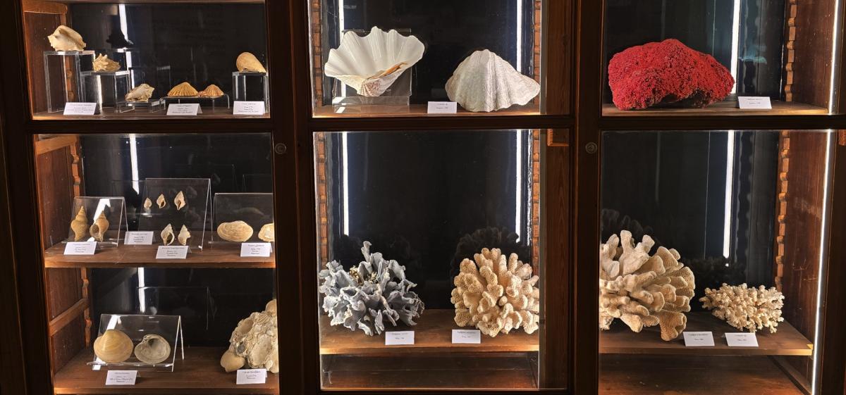 Sfoglia Gallery
