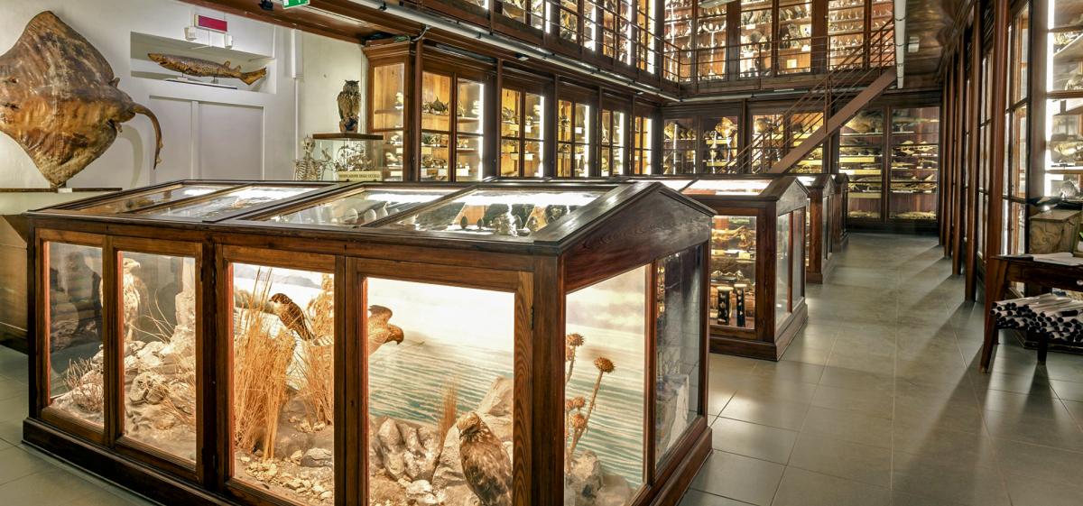 Sfoglia Gallery
