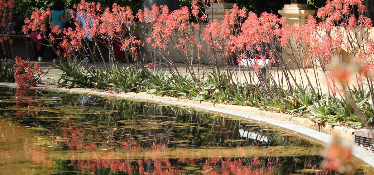 Vista dell'Aquarium con Aloe maculata in fiore