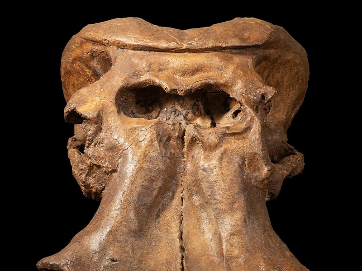 Museo Geologico G.G. Gemmellaro