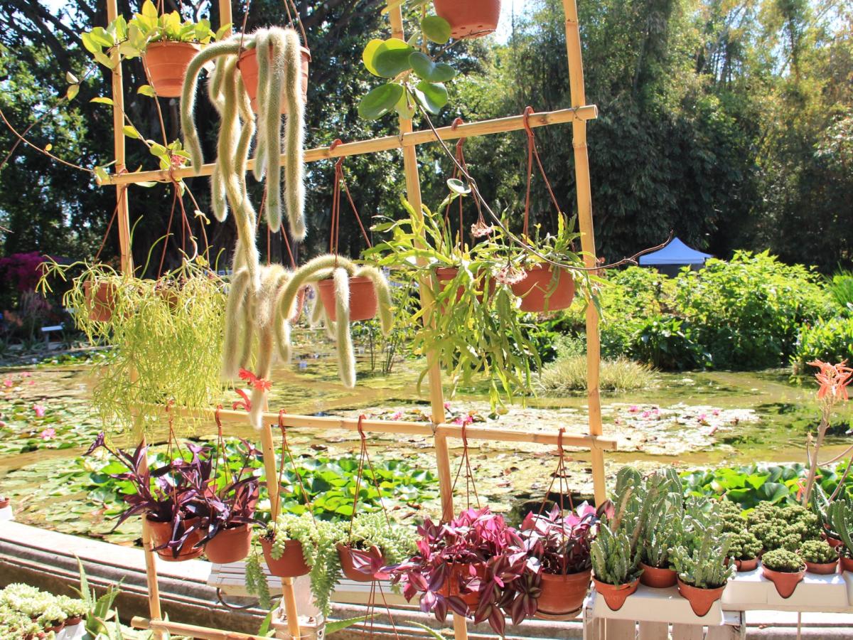 Zagara d’autunno 2025