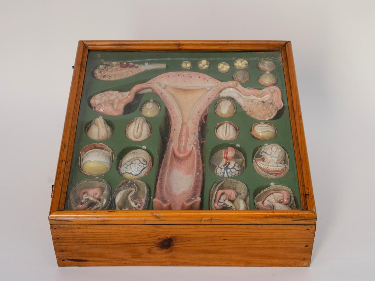 Apparato genitale femminile con embriogenesi, anni venti del XIX secolo Apparato genitale femminile con embriogenesi, anni venti del XIX secolo