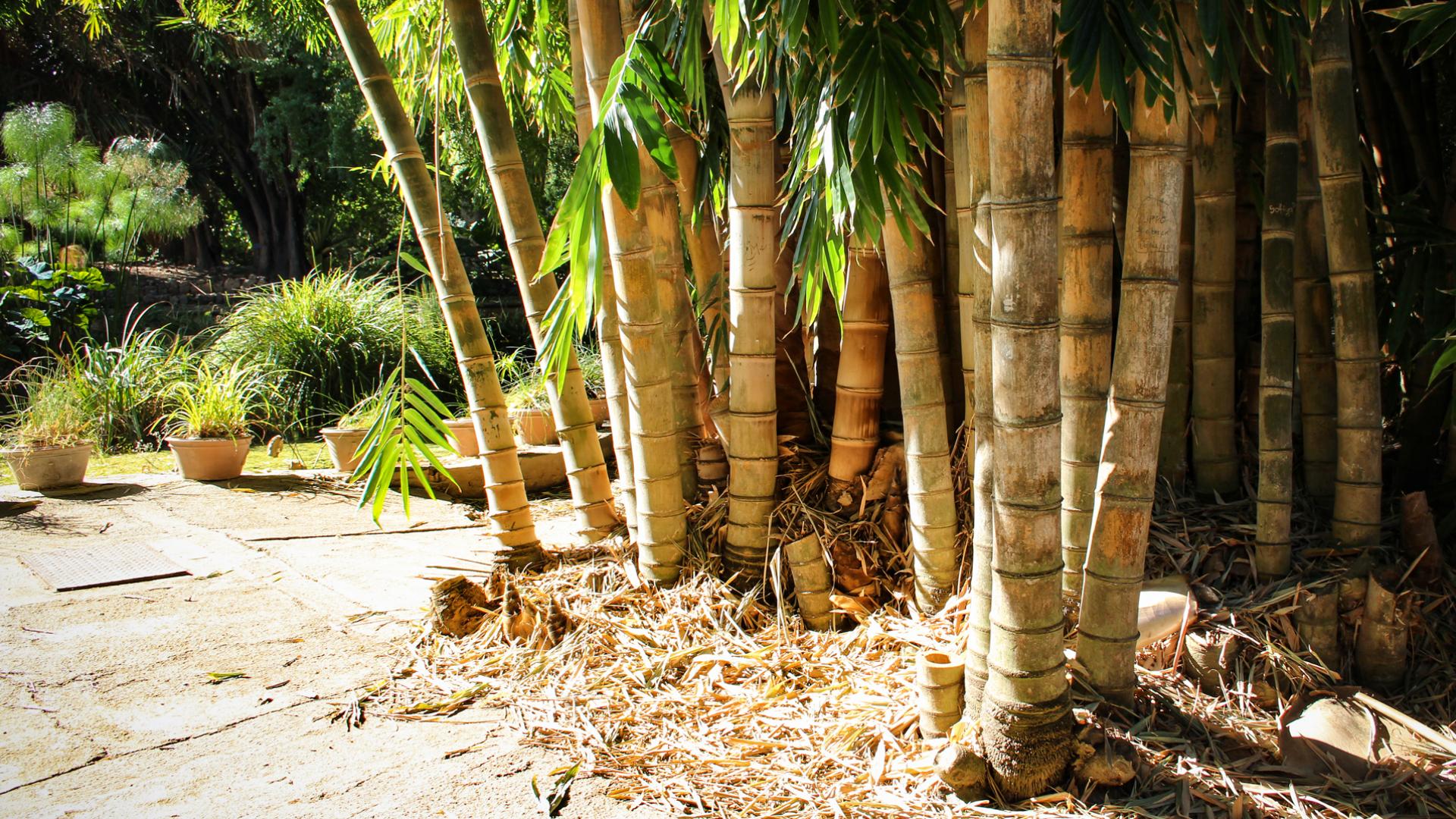 Bamboo groove