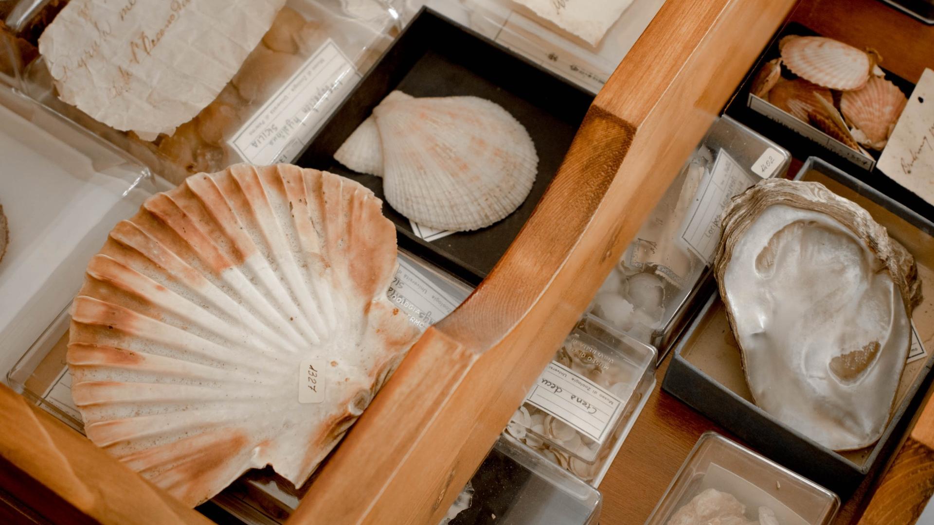 Collezione malacologica
