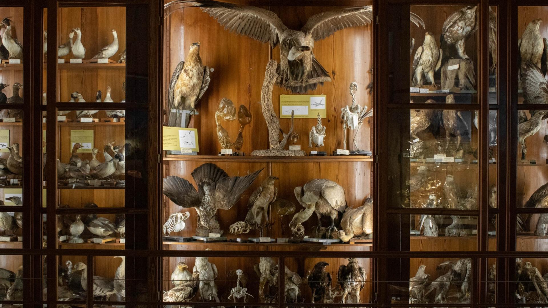 Collezione ornitologica