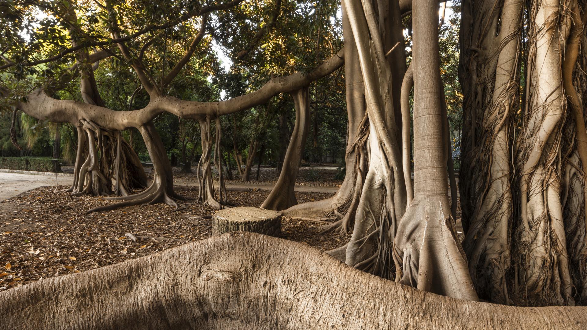 Alberi monumentali (Ficus macrophylla f. columnaris)