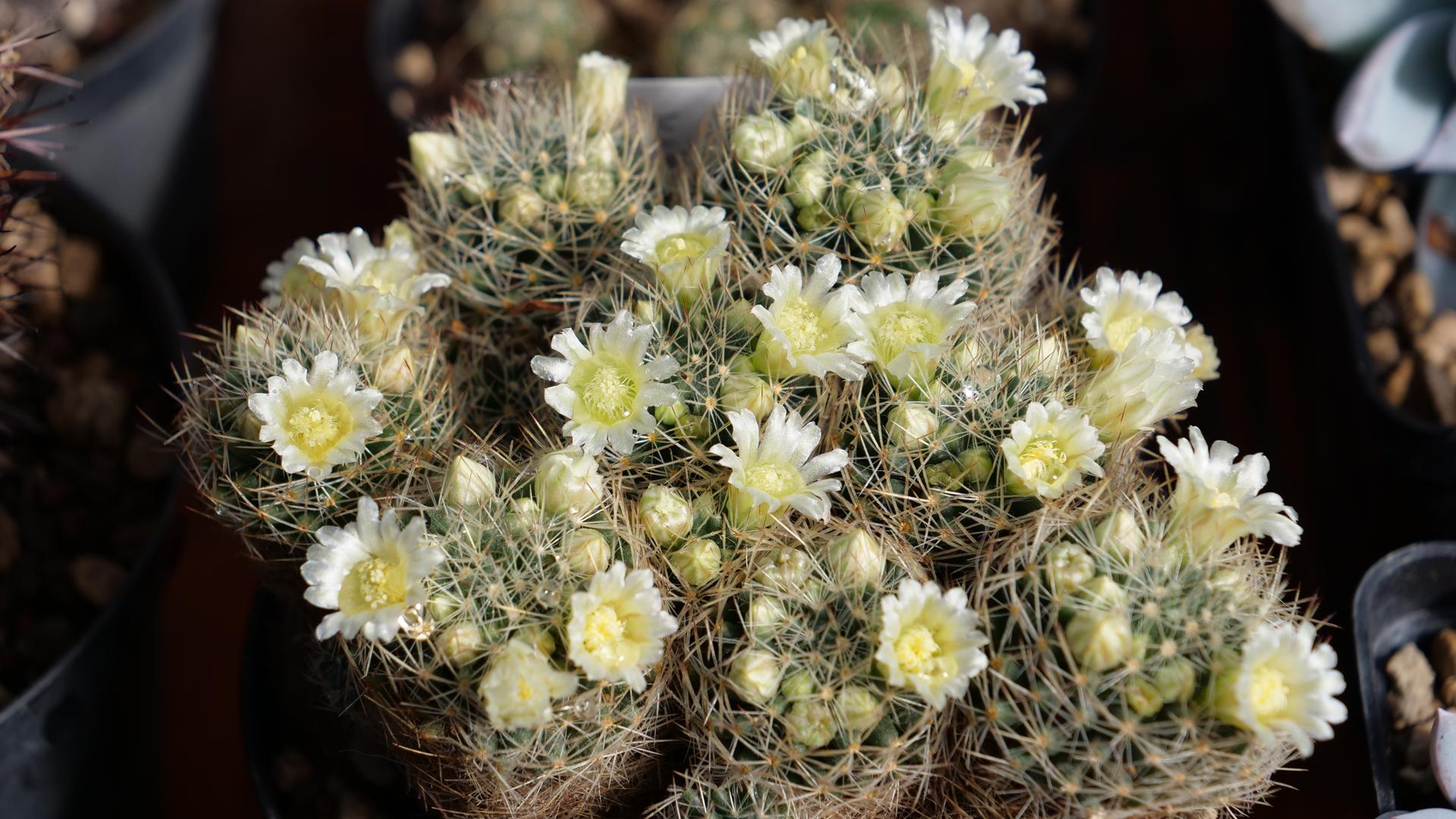 Serra delle Cactaceae – Collezione Caroggio