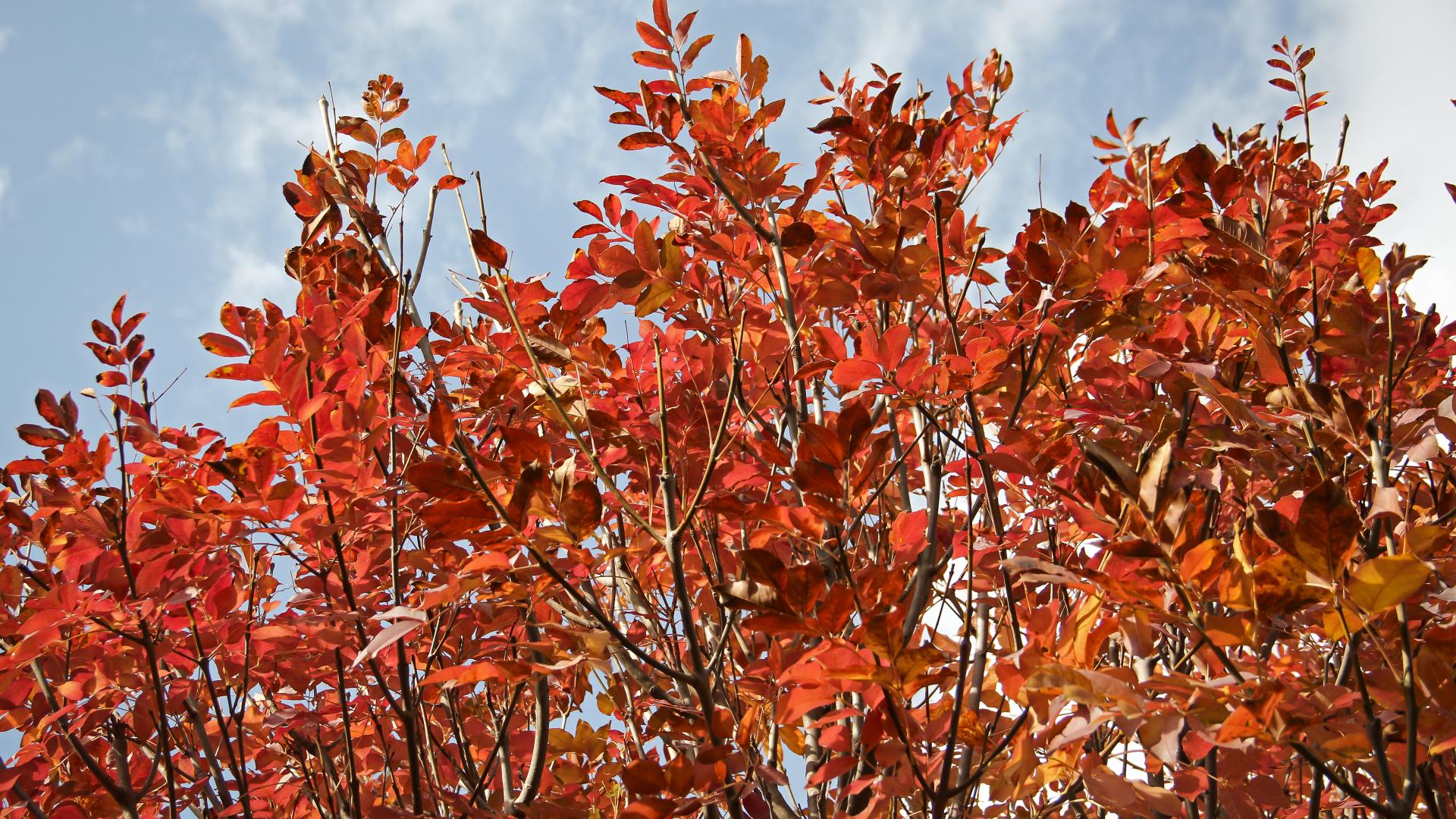 Frassino da manna - Fraxinus ornus