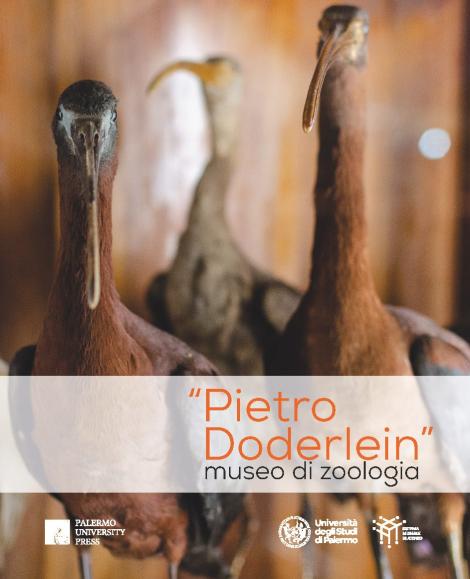 Pietro Doderlein - Museo di Zoologia