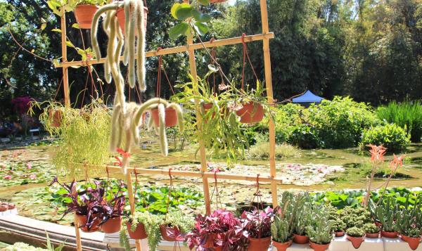 Zagara di primavera 2026