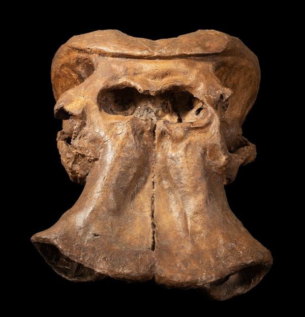 Museo Geologico G. G. Gemmellaro