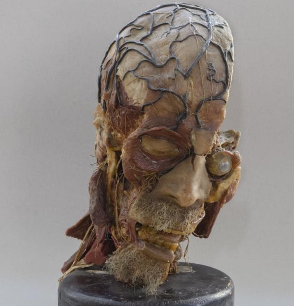 Collezione di Anatomia Umana