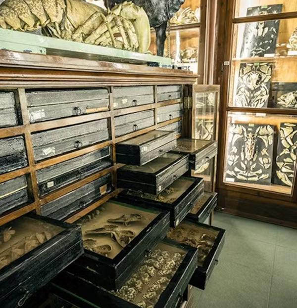 Museo di Zoologia P. Doderlein