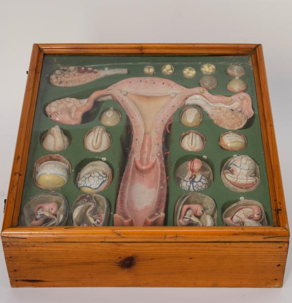 Human Physiology Collection