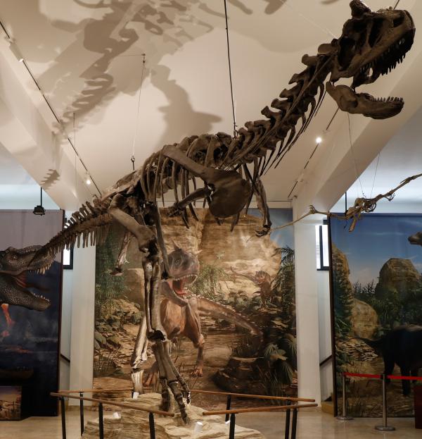 Museo Geologico G. G. Gemmellaro