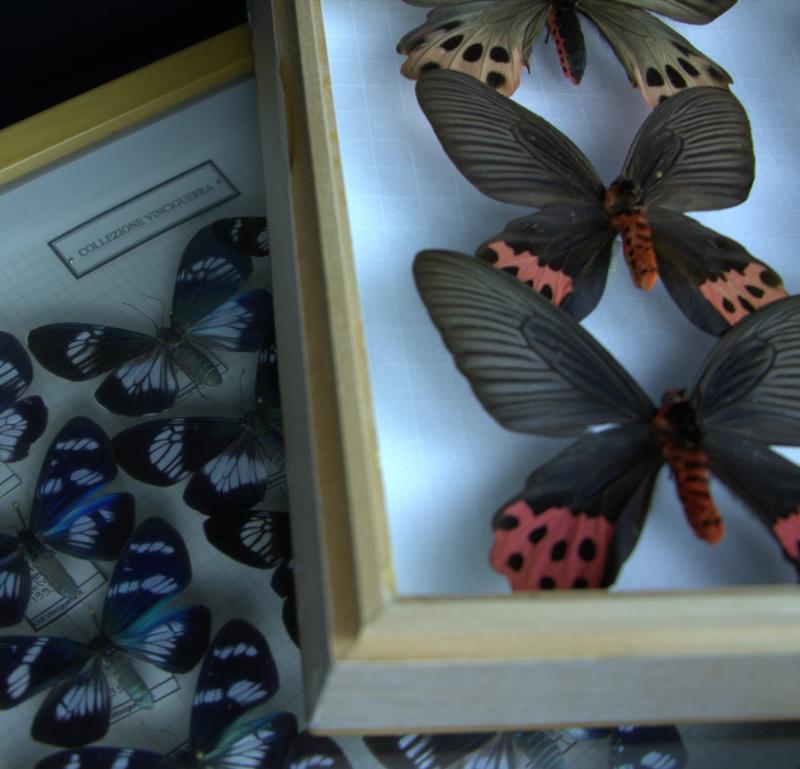 Collezione entomologica 