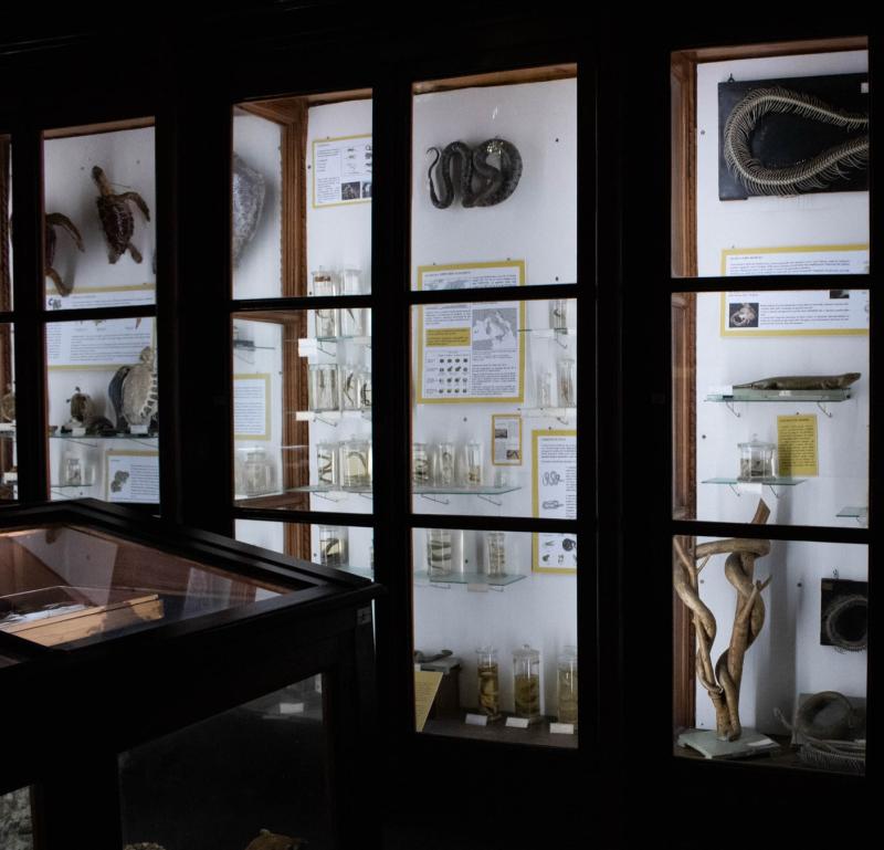 Collezione erpetologica 