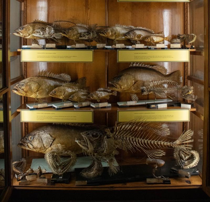 Collezione ittiologica