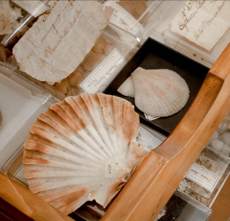 Collezione malacologica e invertebrati marini 