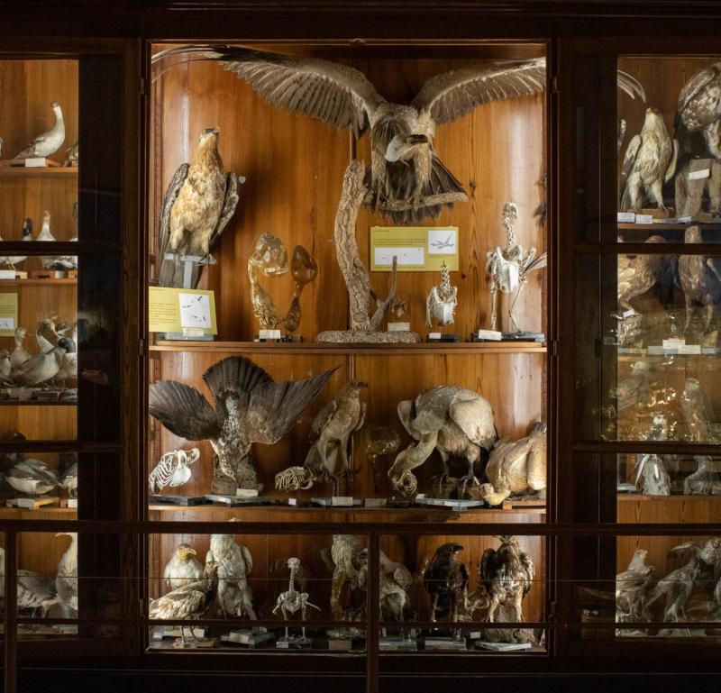 Collezione ornitologica 