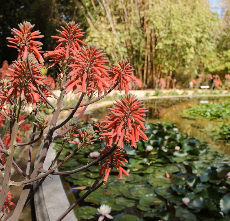 Aloe maculata
