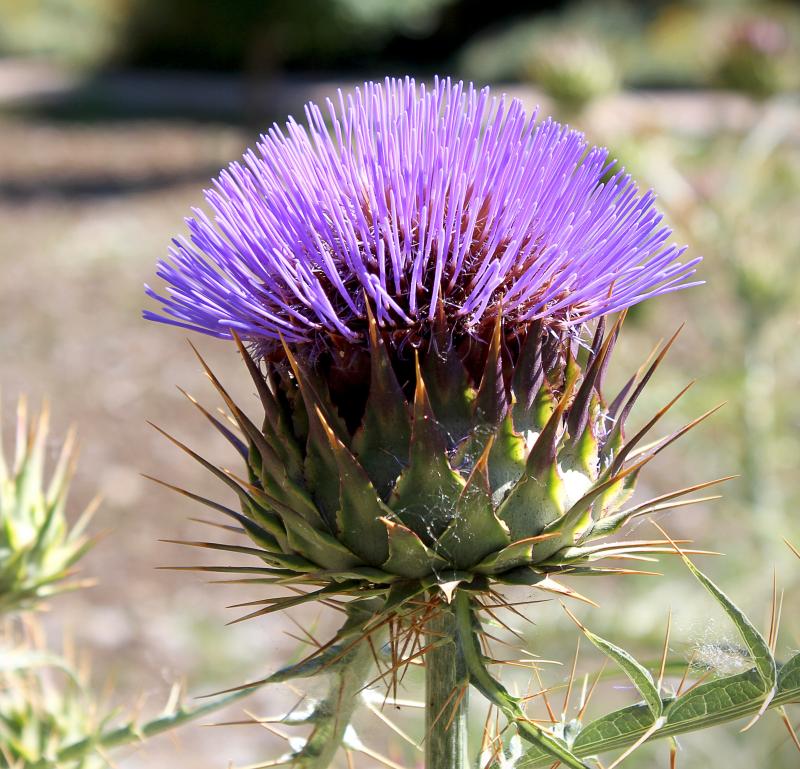 Cynara cardunculus