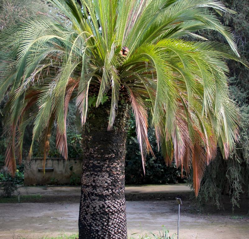 Macrozamia moorei